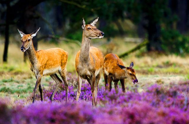 Heide Veluwe landschap